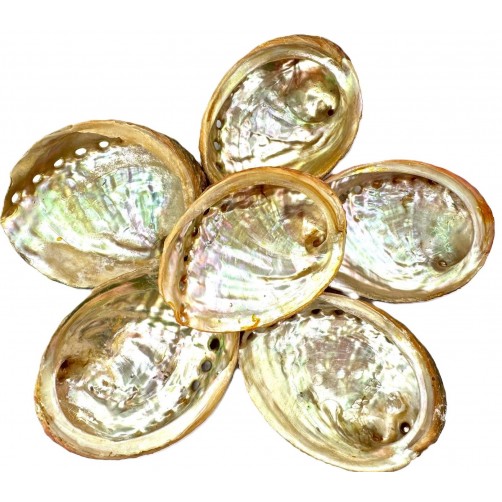 Abalone školjka za sežiganje belega žajblja in Palo Santa, 8 x 6 cm